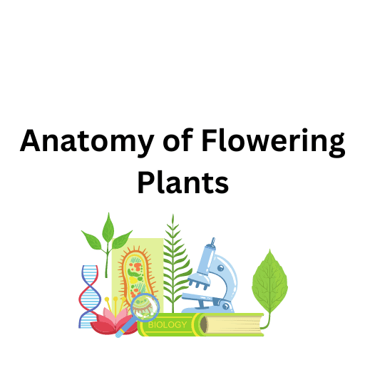 Anatomy of Flowering Plants